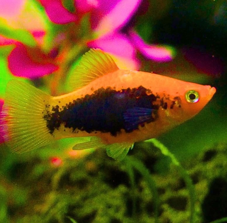 Orange Tuxedo Platy