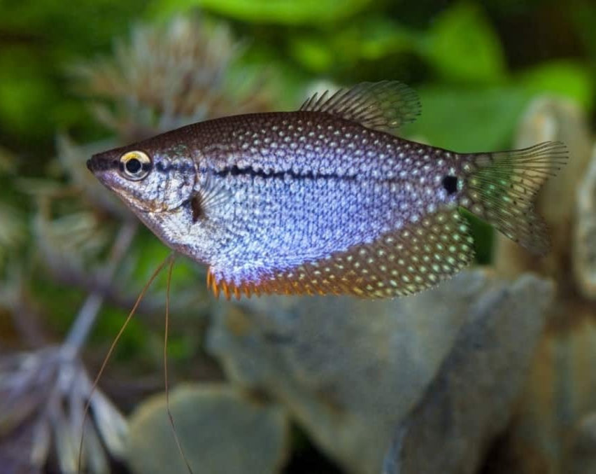 Pearl Gourami