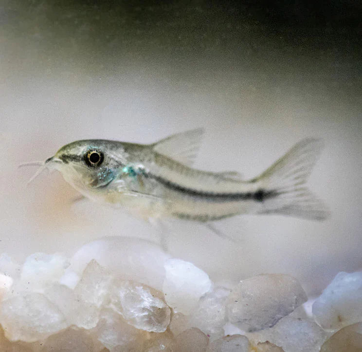 Pygmaeus Corydoras