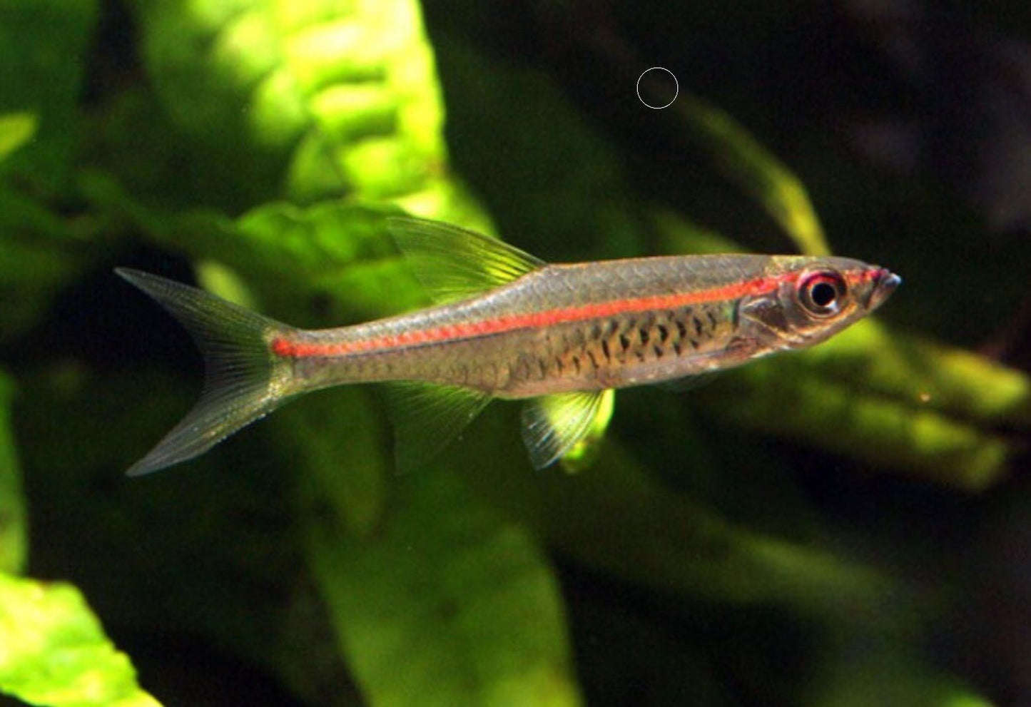 Red Line Rasbora