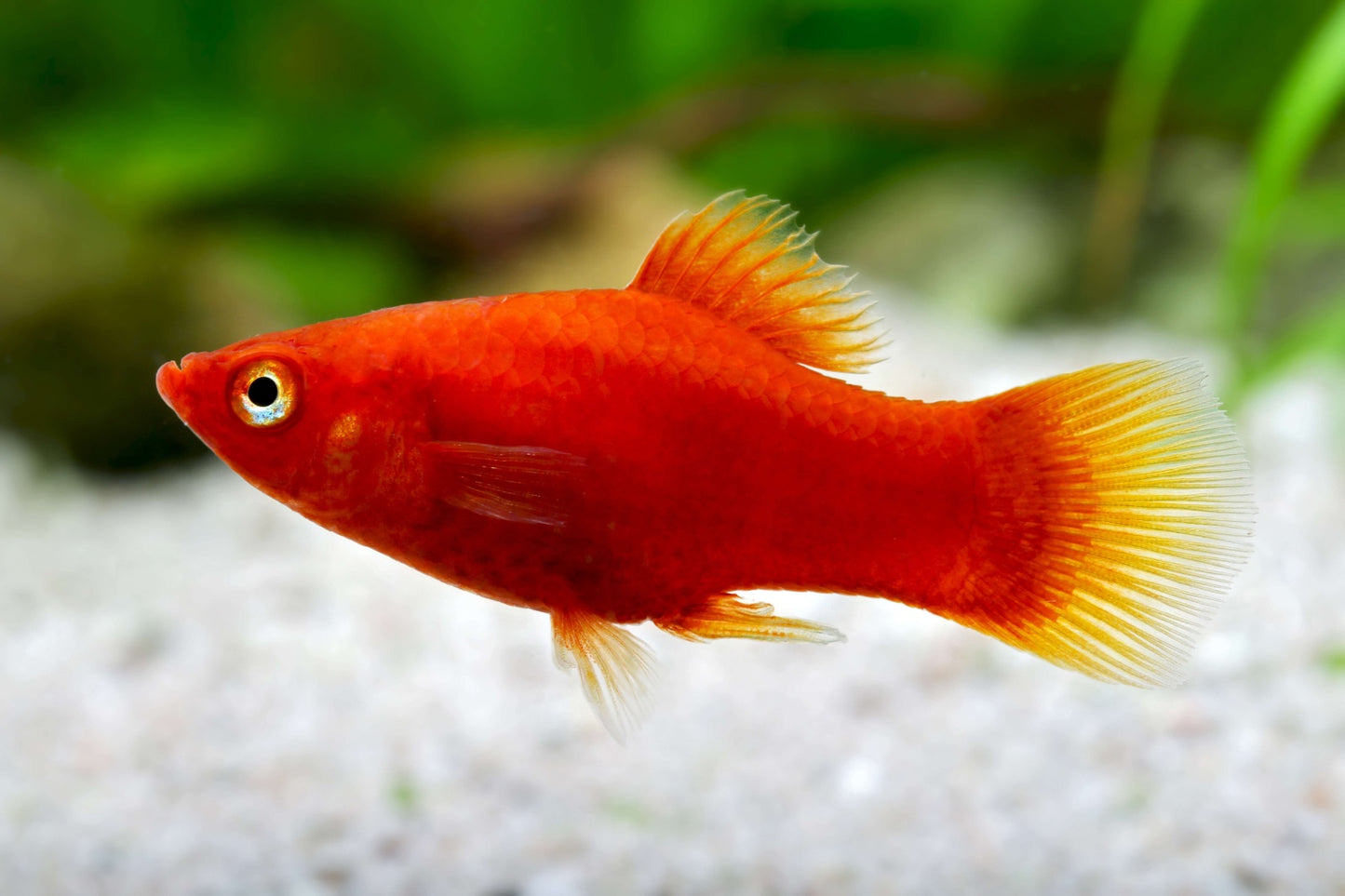 Red Platy