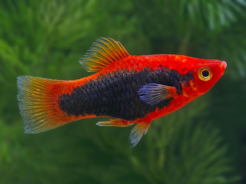 Red Tuxedo Platy