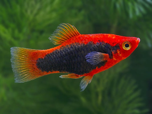 Red Tuxedo Platy