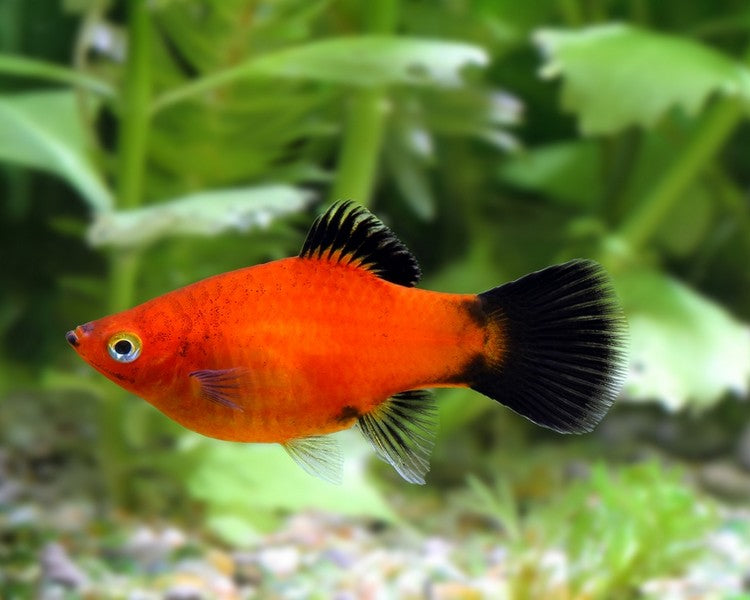 Red Wag Platy