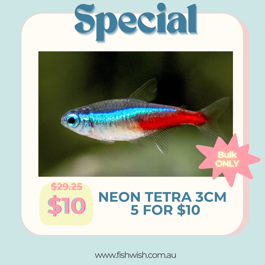 Neon Tetra 3cm