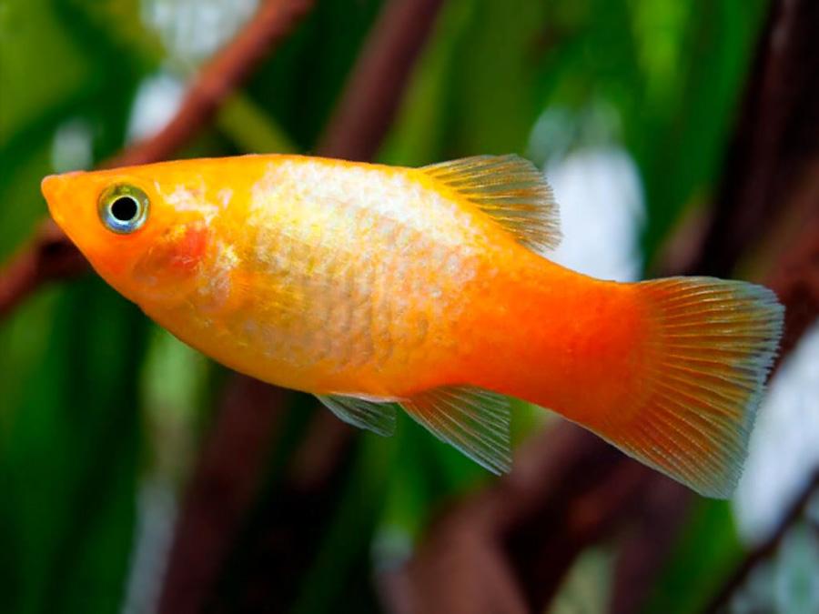 Sunset Platy